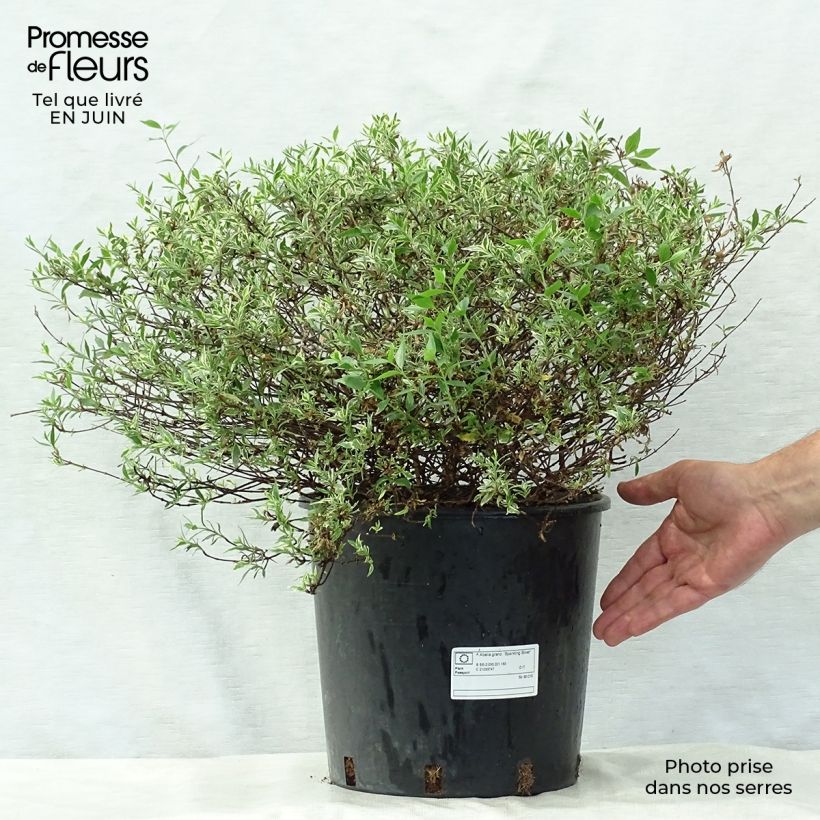 Esimerkki kesällä toimitetusta Abelia grandiflora Sparkling Silver Ruukku 7,5L / 10L-taimesta