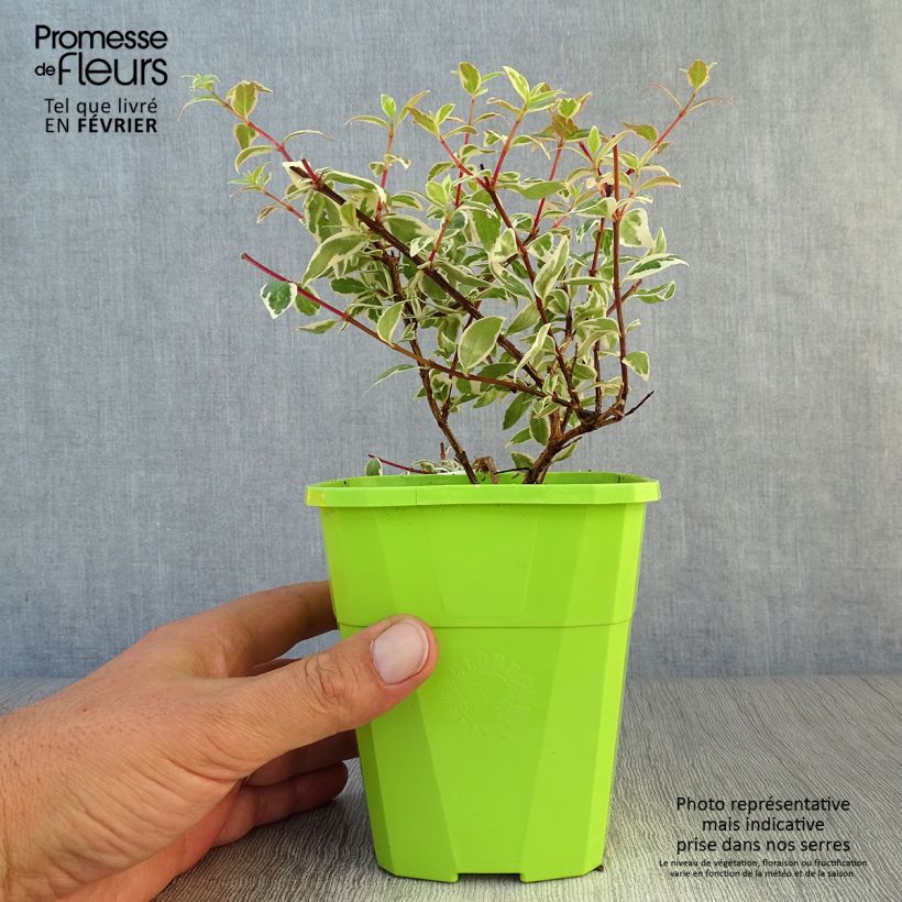 Esimerkki syksyllä toimitetusta Abelia grandiflora Steredenn Levabes 1 litran / 1,5 litran ruukku-taimesta