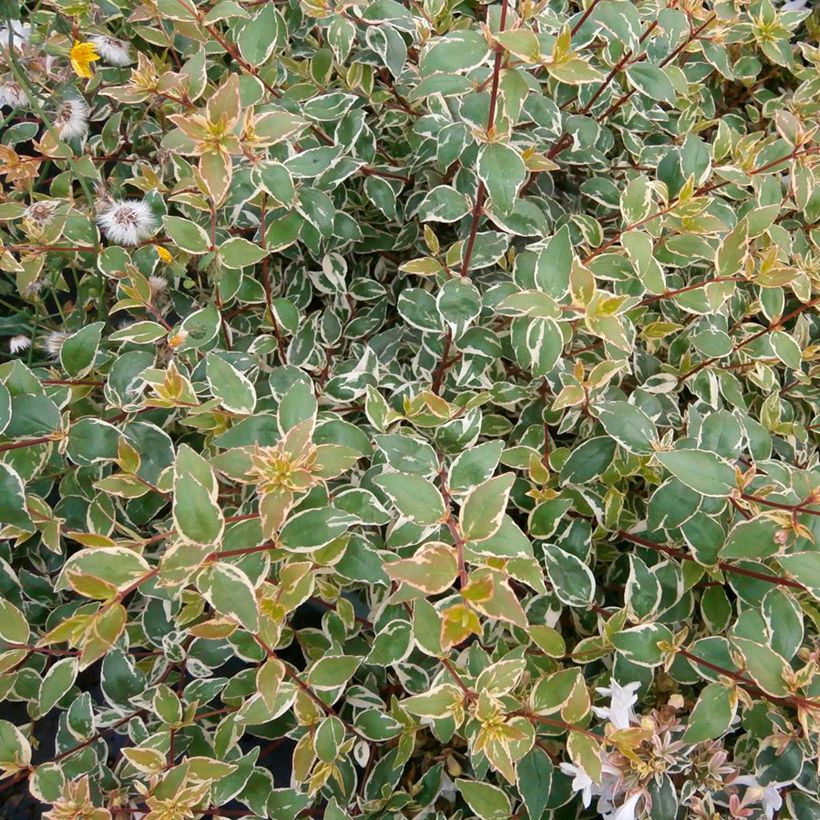 Abelia grandiflora Steredenn Levabes (Lehvistö)