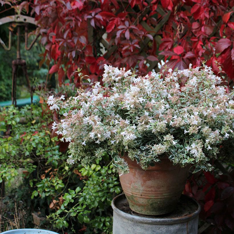 Abelia grandiflora Steredenn Levabes (Kasvutapa)