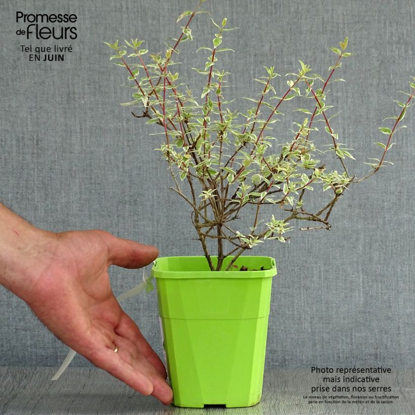 Esimerkki kesällä toimitetusta Abelia grandiflora Steredenn Levabes Pot de 1L/1,5L-taimesta