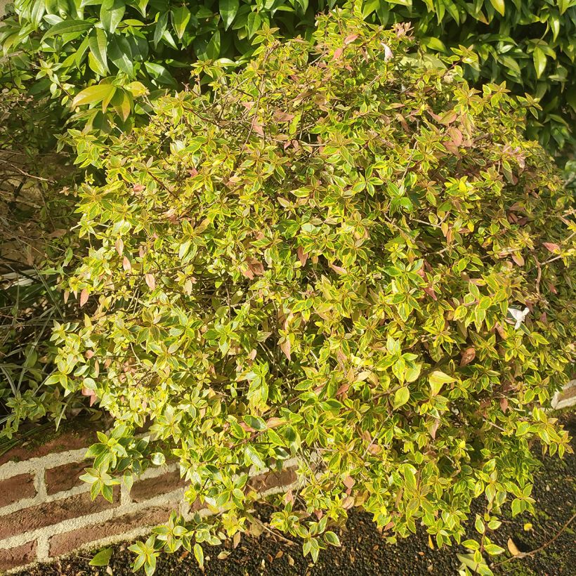 Abelia grandiflora Sunshine Daydream (Kasvutapa)
