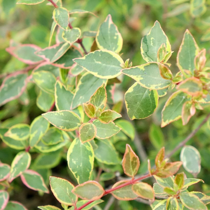 Abelia grandiflora Sunshine Daydream (Lehvistö)