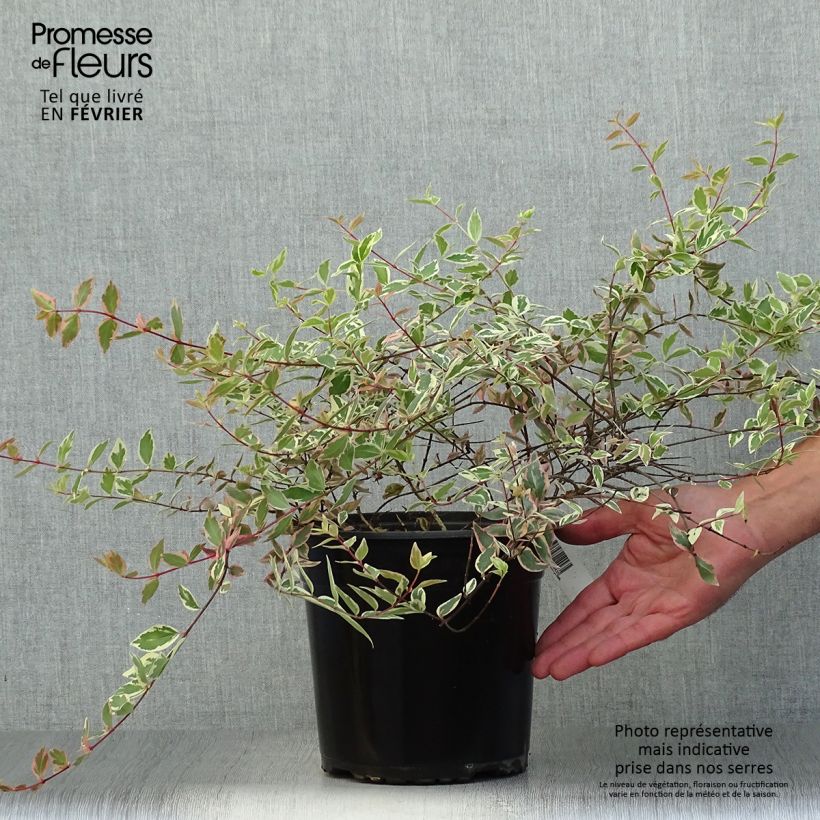 Esimerkki syksyllä toimitetusta Abelia grandiflora Tricolor Charm 3 litran/4 litran ruukku-taimesta