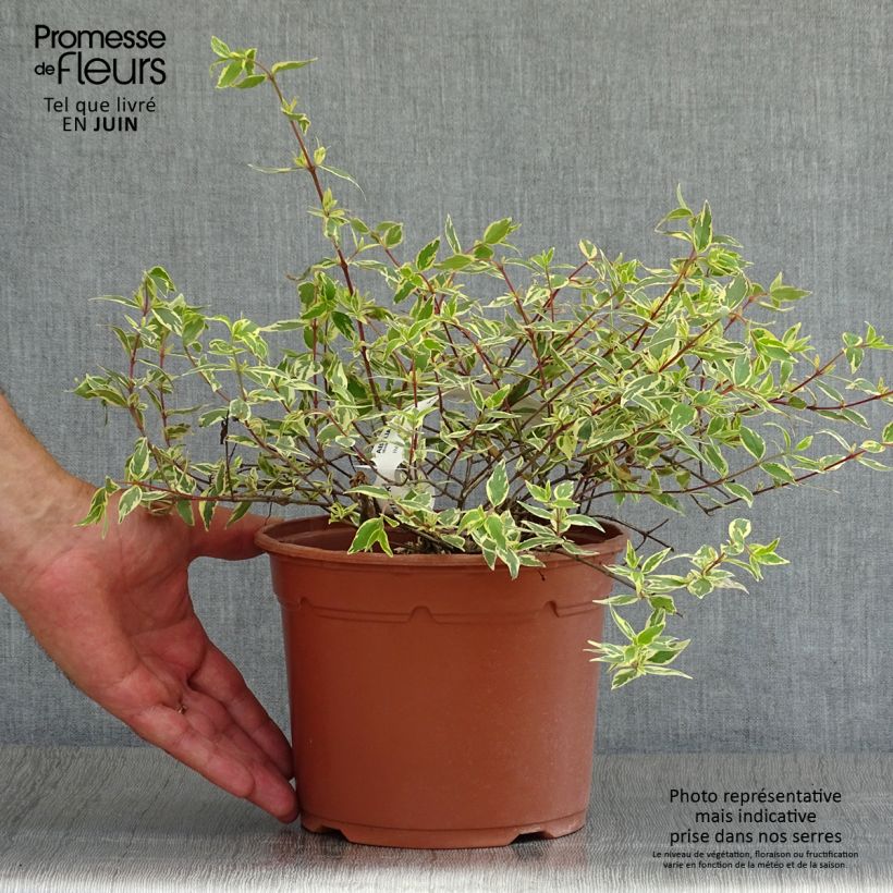 Esimerkki kesällä toimitetusta Abelia grandiflora Tricolor Charm Pot de 3L/4L-taimesta