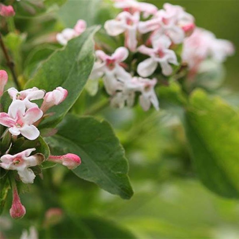 Tuoksuabelia Sweet Emotion (Lehvistö)