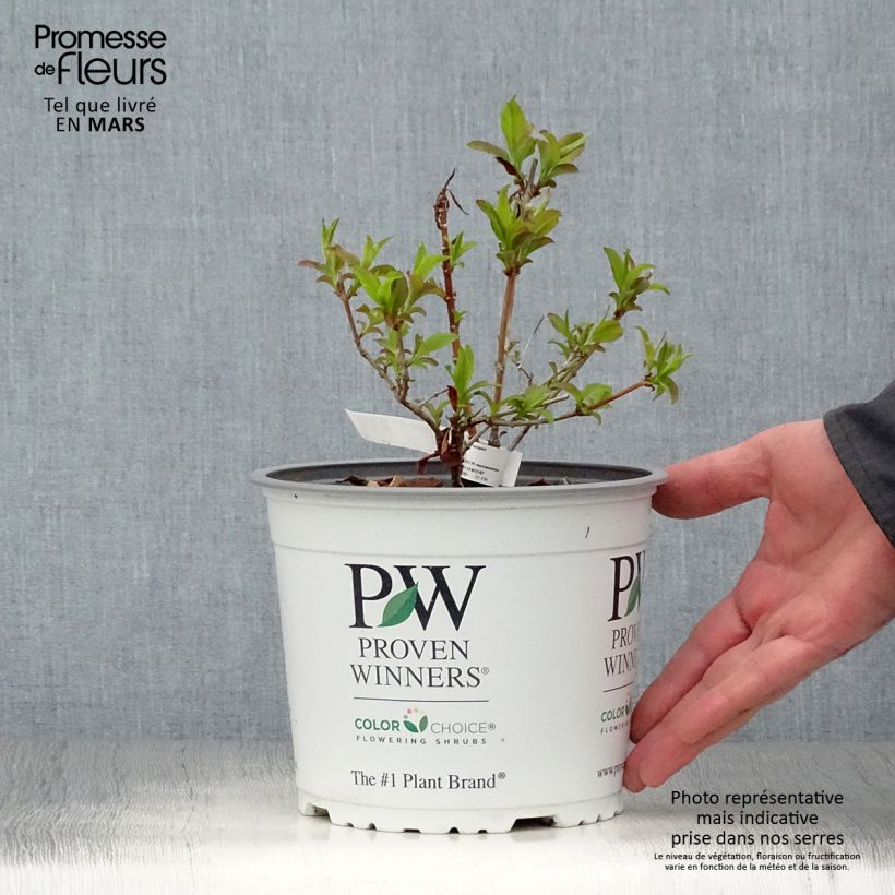 Esimerkki keväällä toimitetusta Tuoksuabelia Sweet Emotion Pot de 3L/4L-taimesta