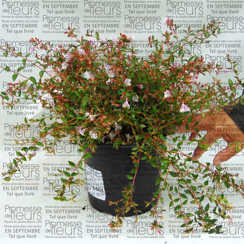 Esimerkki toimitetusta Abelia grandiflora Pastel Charm Pot de 4L/5L-taimesta