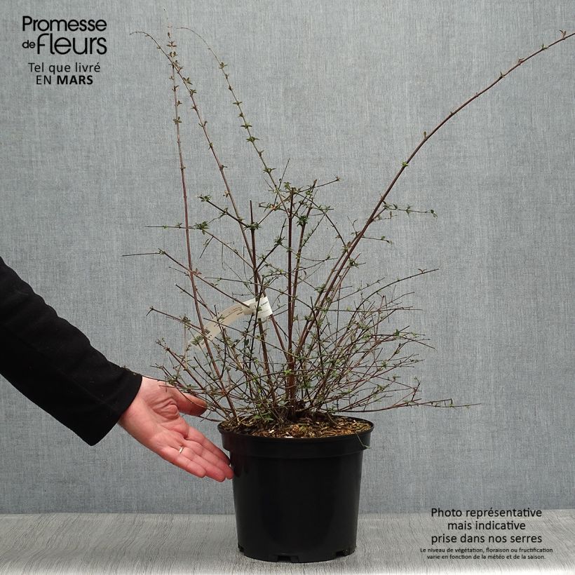 Esimerkki keväällä toimitetusta Abelia parviflora Bumble Bee Pot de 4L/5L-taimesta