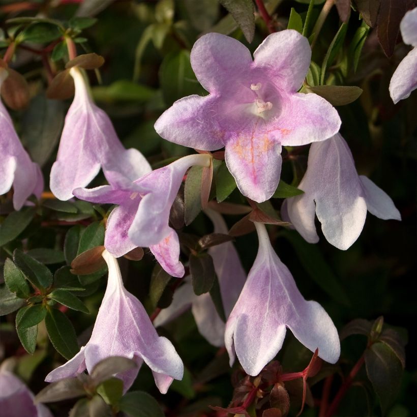 Abelia grandiflora Pinky Bells Noble (Flowering)