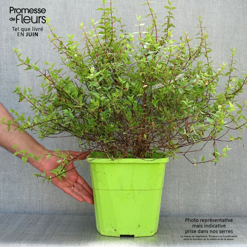 Esimerkki kesällä toimitetusta Abelia grandiflora Happy Daydream Pot de 3L/4L-taimesta
