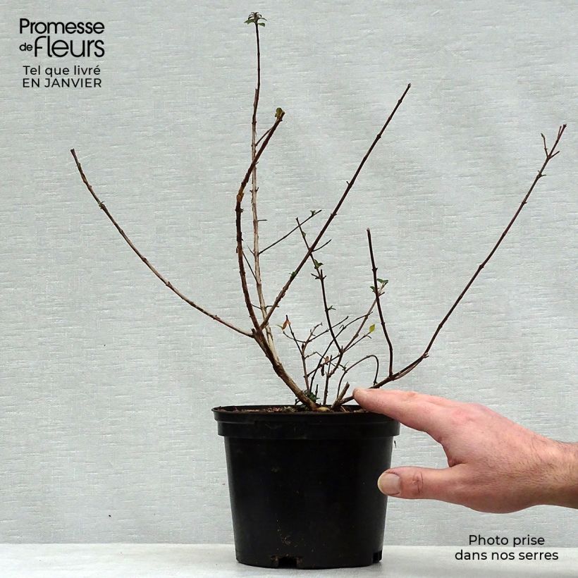 Esimerkki talvella toimitetusta Abelia grandiflora Sunny Charm Pot de 2L/3L-taimesta