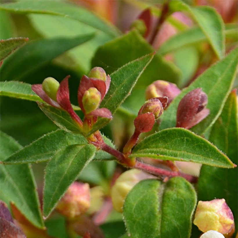 Abelia grandiflora Sunny Charm (Lehvistö)