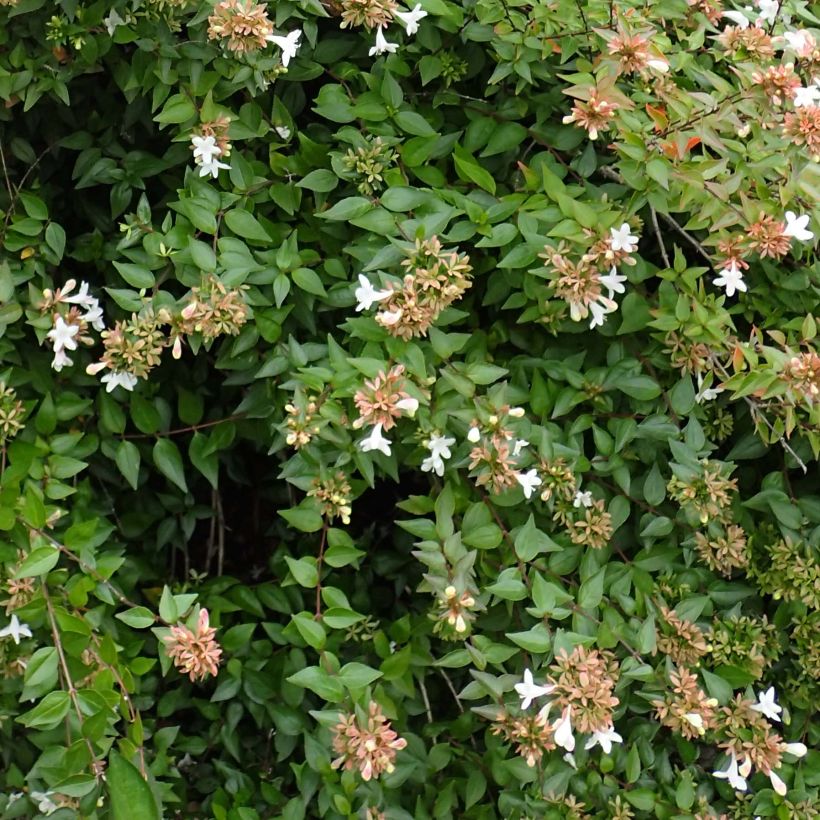 Abelia zanderi Little Richard Jnov (Lehvistö)