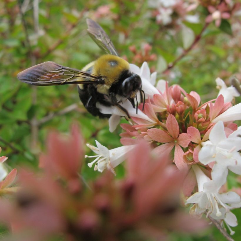Abelia zanderi Little Richard Jnov (Kukinta)