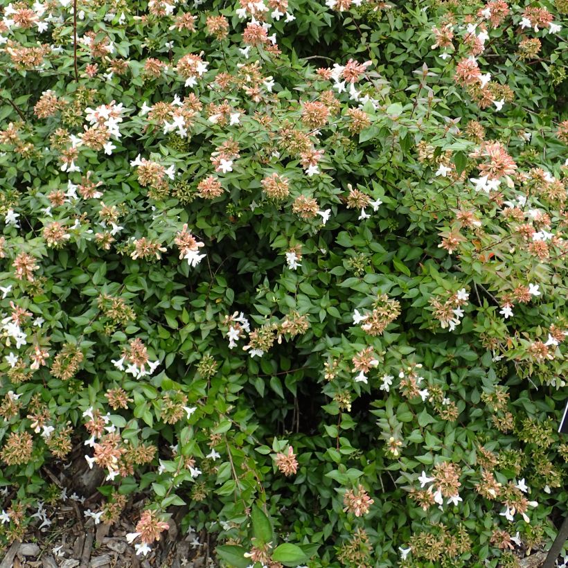 Abelia zanderi Little Richard Jnov (Kasvutapa)