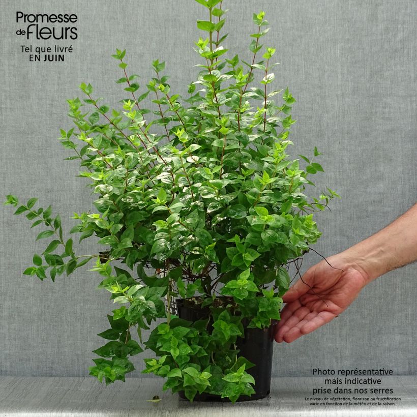 Esimerkki kesällä toimitetusta Abelia zanderi Little Richard Jnov Pot de 2L/3L-taimesta