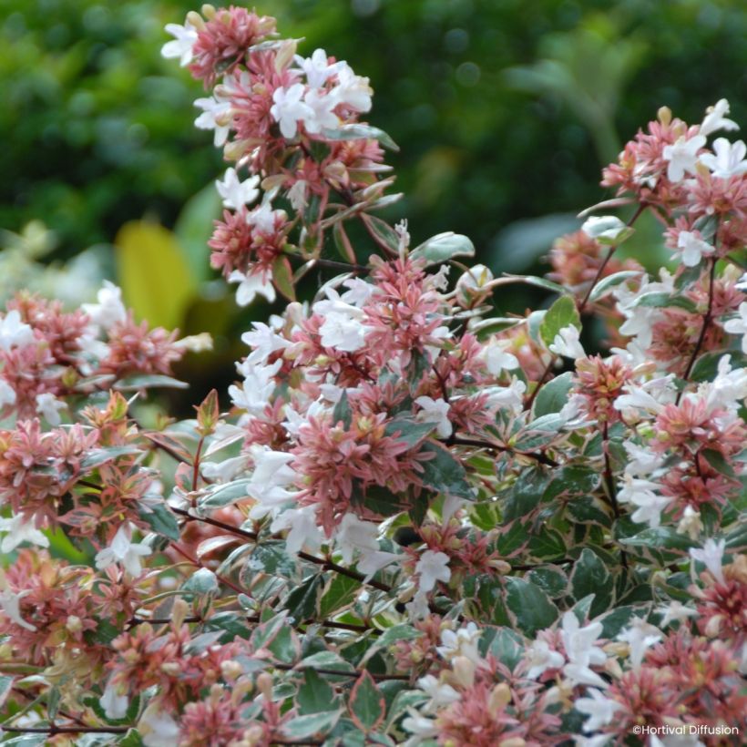 Abelia grandiflora Psykedelik (Kukinta)