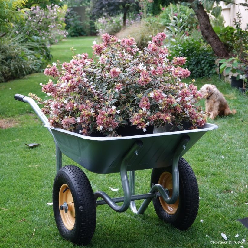 Abelia grandiflora Psykedelik (Kasvutapa)
