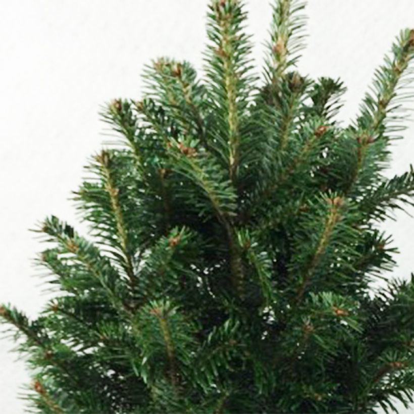 Saksanpihta Pyramidalis (Lehvistö)