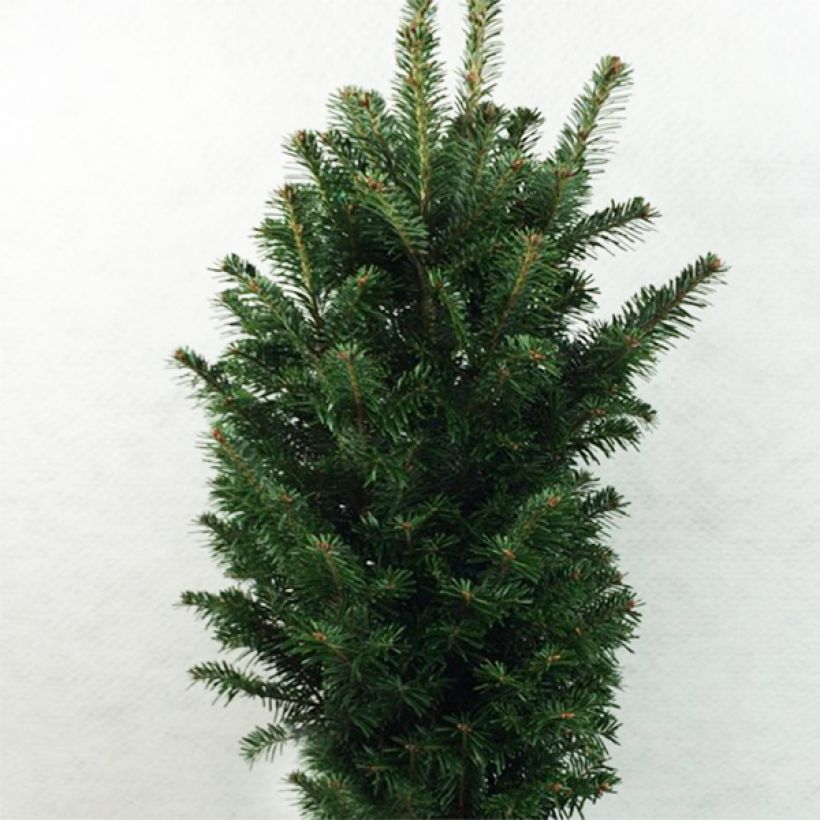 Saksanpihta Pyramidalis (Kasvutapa)