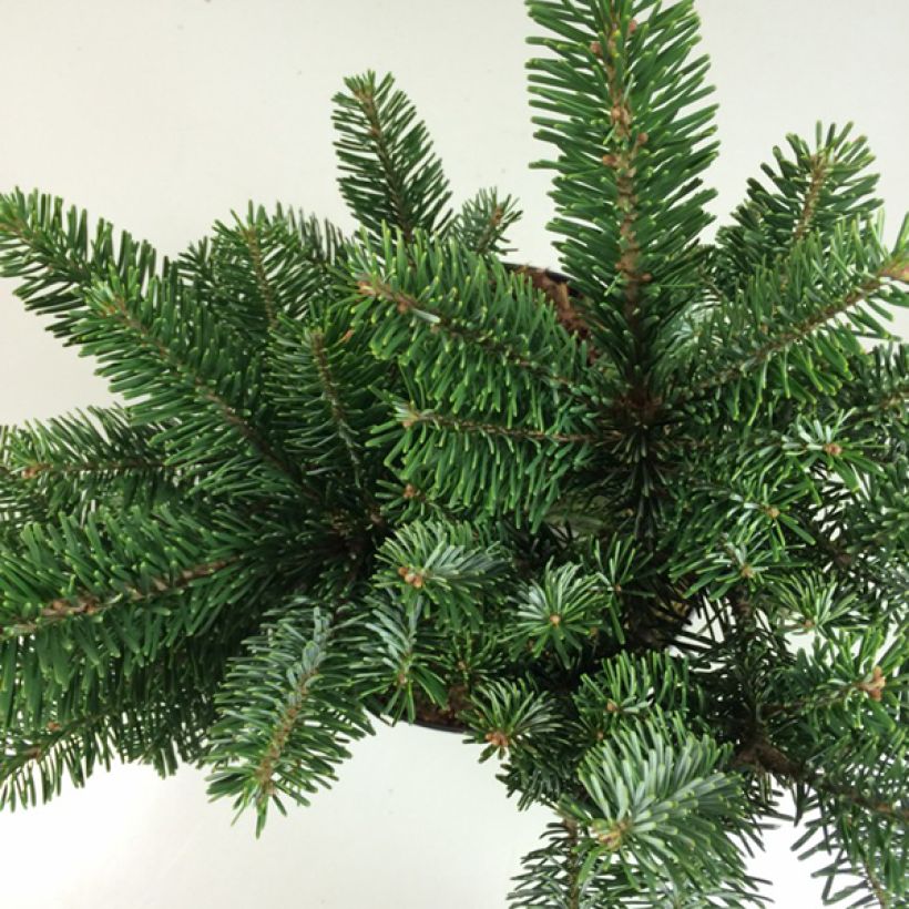 Purppurapihta Spreading Star (Lehvistö)