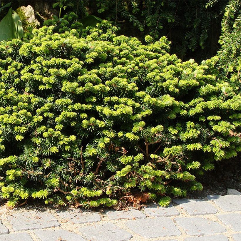Palsamipihta Nana (Kasvutapa)