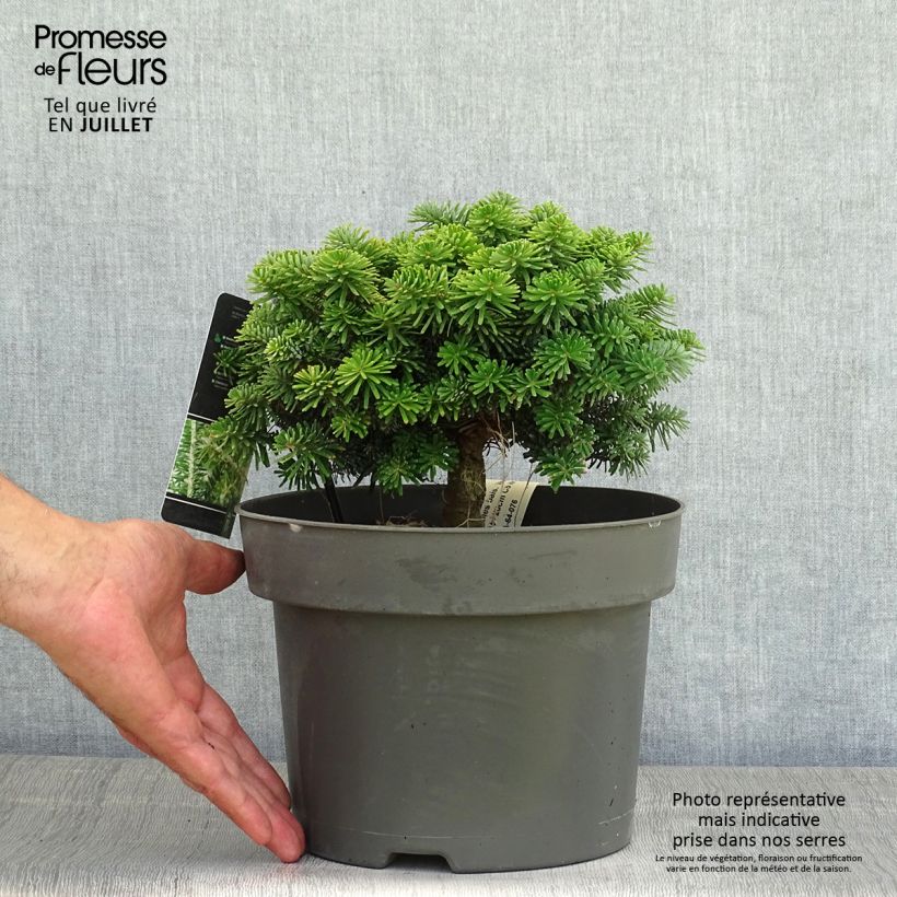 Esimerkki kesällä toimitetusta Palsamipihta Nana Pot de 4L/5L-taimesta