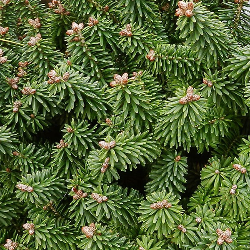 Palsamipihta Piccolo (Lehvistö)