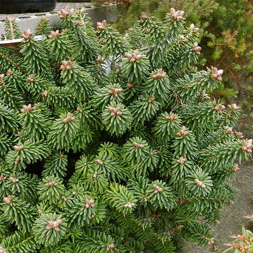 Palsamipihta Piccolo (Kasvutapa)