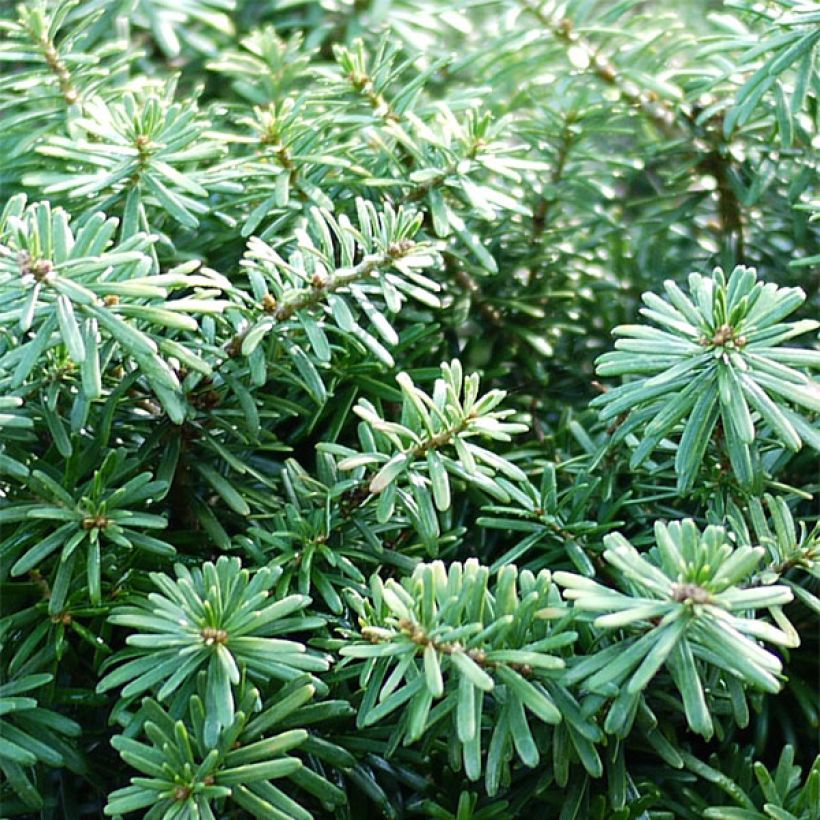 Koreanpihta Cis (Lehvistö)