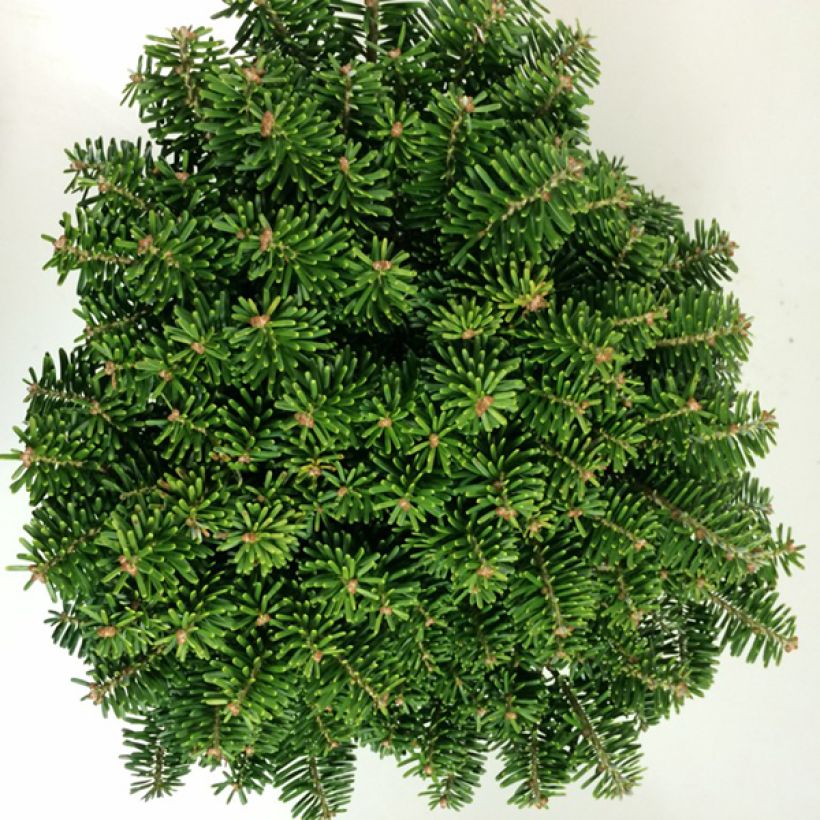 Koreanpihta Tundra (Lehvistö)