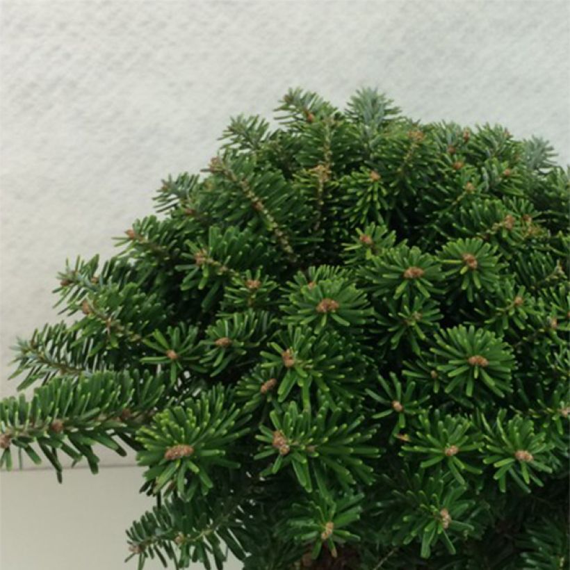 Koreanpihta Tundra (Kasvutapa)