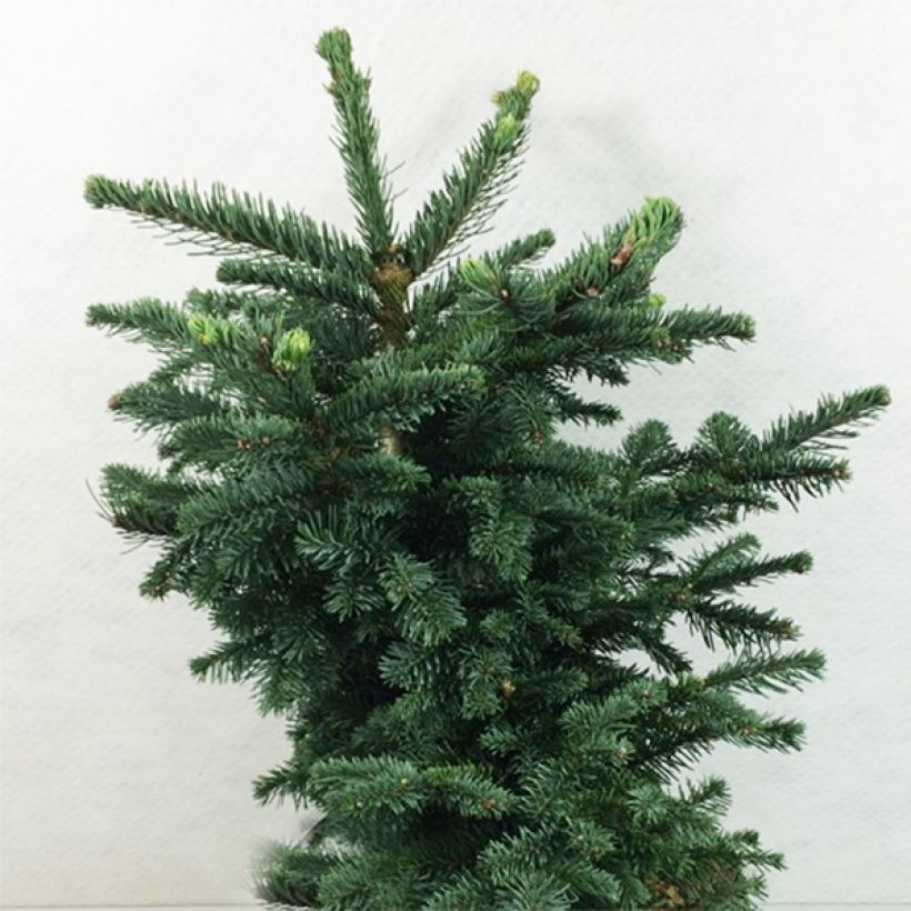Aitopihta Bizzarro (Kasvutapa)