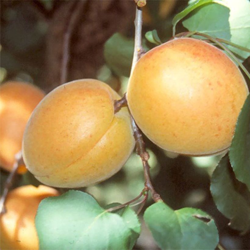 Aprikoosi Luizet (Sadonkorjuu)
