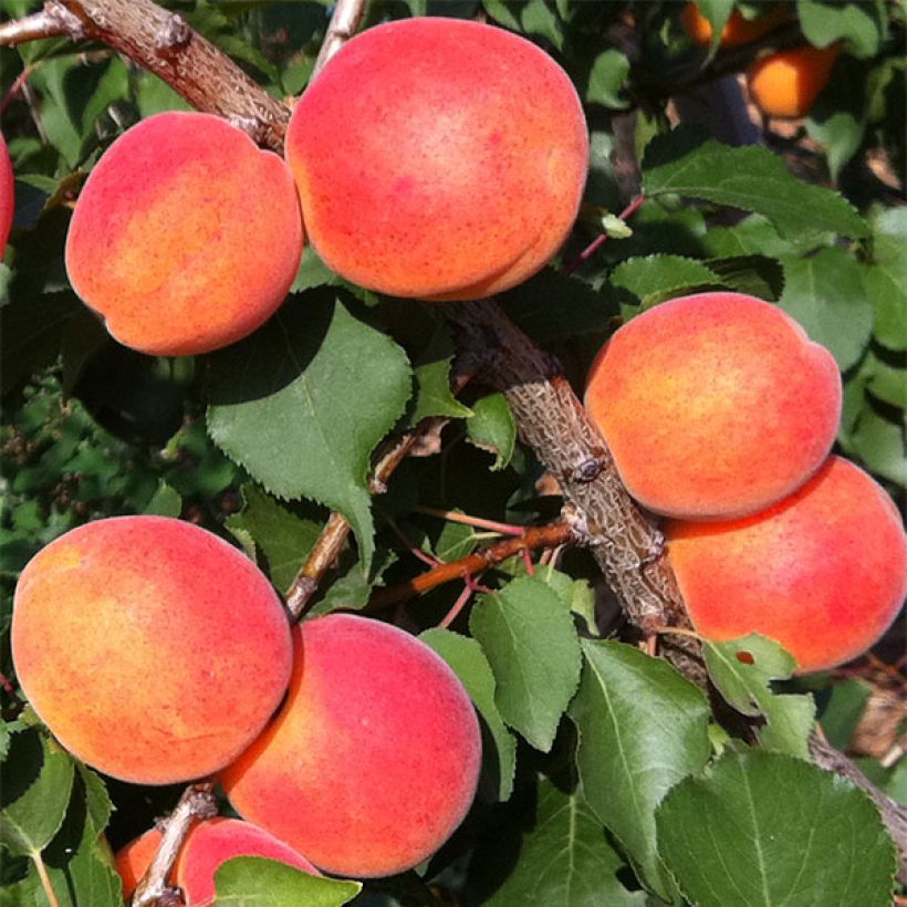 Aprikoosi Orange Summer (Sadonkorjuu)