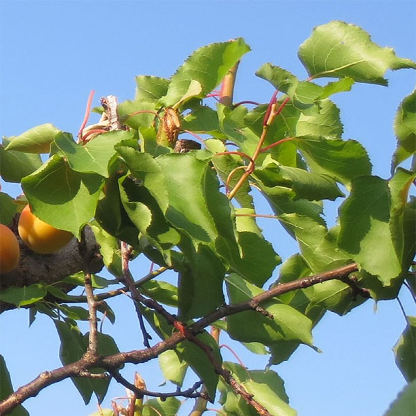 Aprikoosi Petit Muscat (Lehvistö)