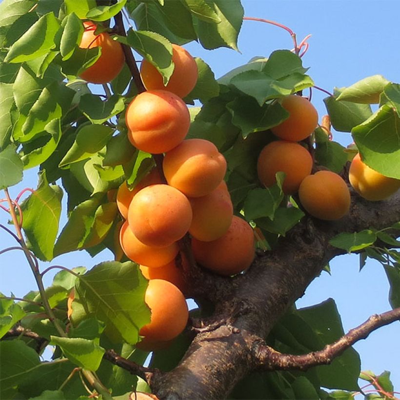 Aprikoosi Petit Muscat (Sadonkorjuu)