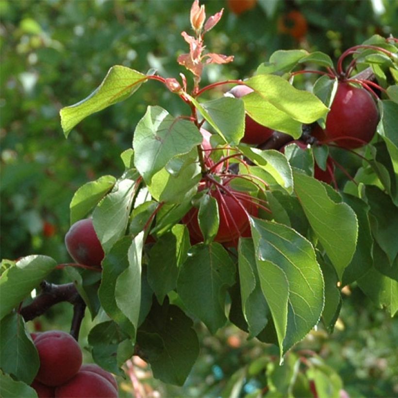 Aprikoosi Sunrosso (Lehvistö)