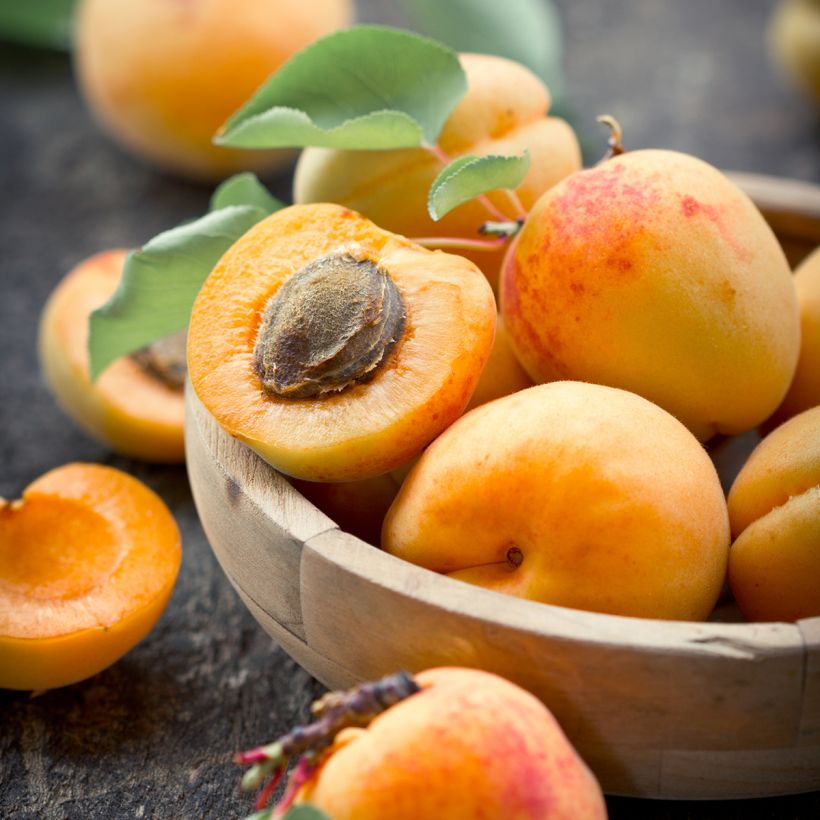 Aprikoosi Fruit Me Apricot Me Pending (Sadonkorjuu)