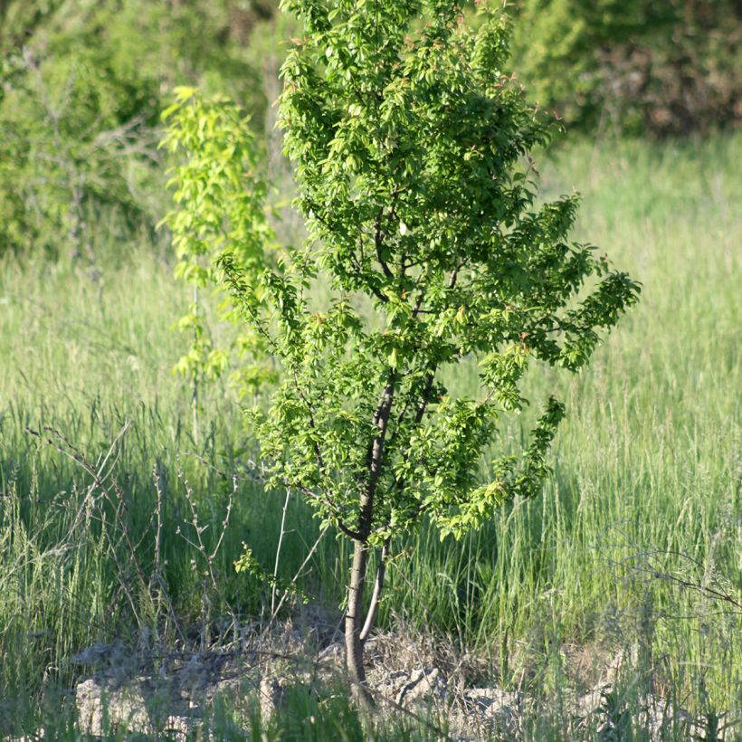 Aprikoosi Fruit Me Apricot Me Pending (Kasvutapa)