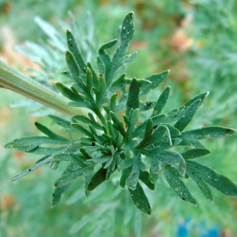 Mali - Artemisia absinthium (Kukinta)