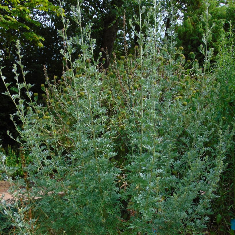 Mali - Artemisia absinthium (Kasvutapa)