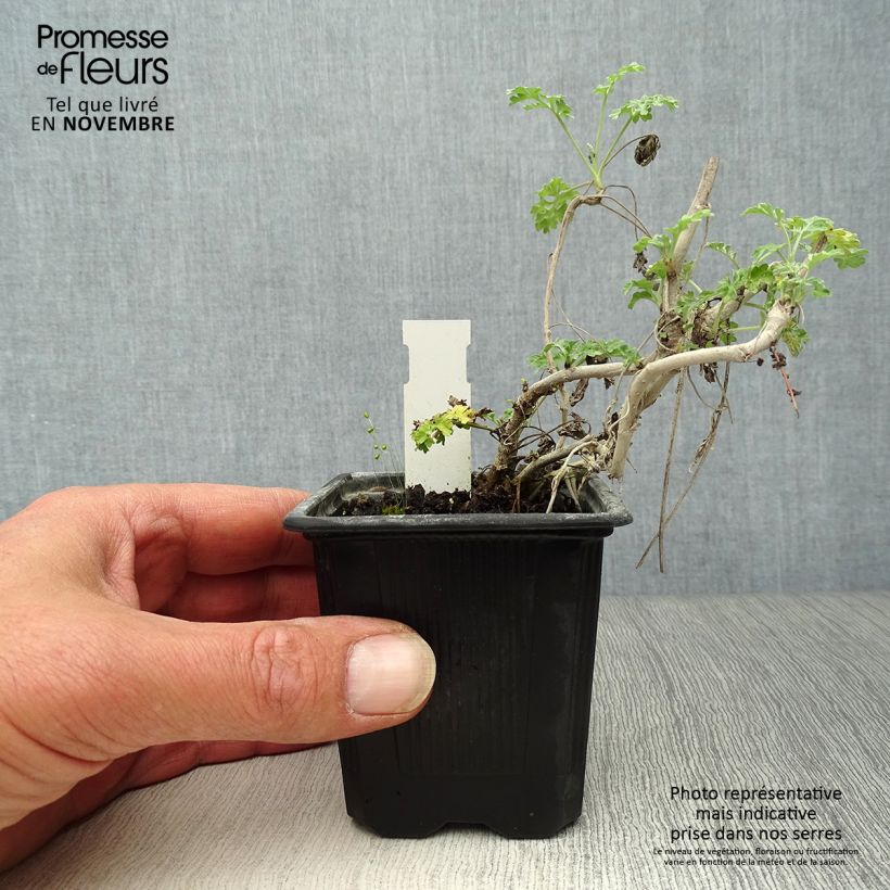 Esimerkki syksyllä toimitetusta Mali - Artemisia absinthium 8/9 cm taimiruukku-taimesta
