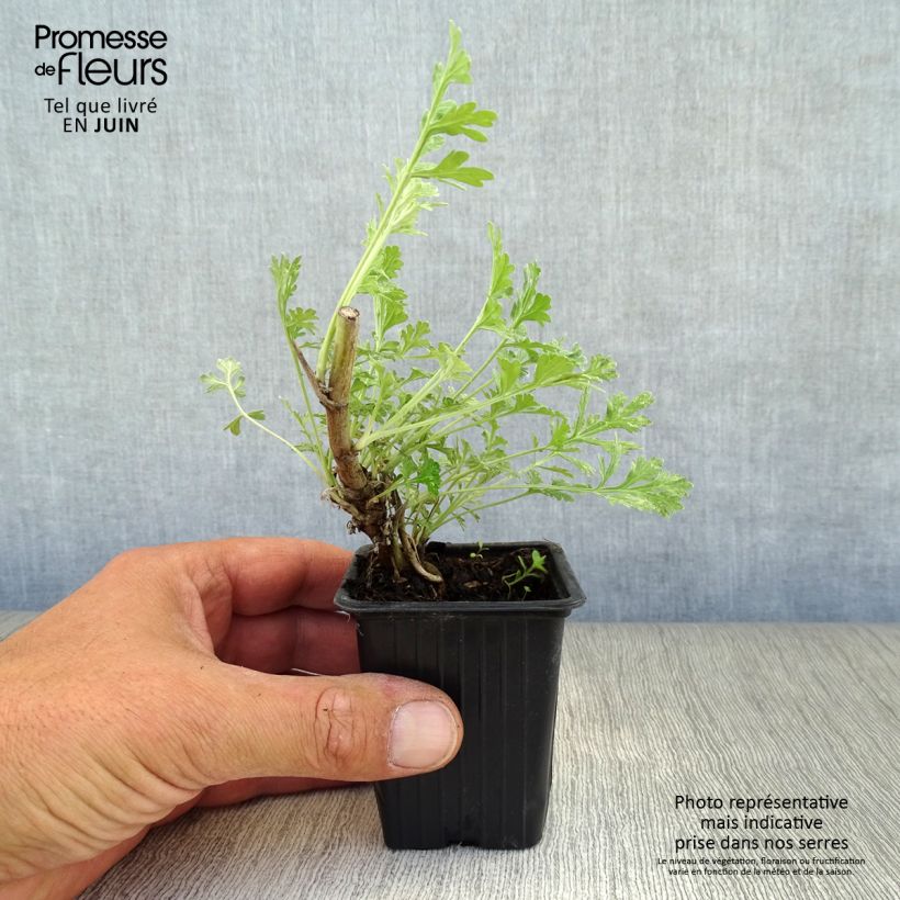 Esimerkki kesällä toimitetusta Mali - Artemisia absinthium 8/9 cm taimiruukku-taimesta