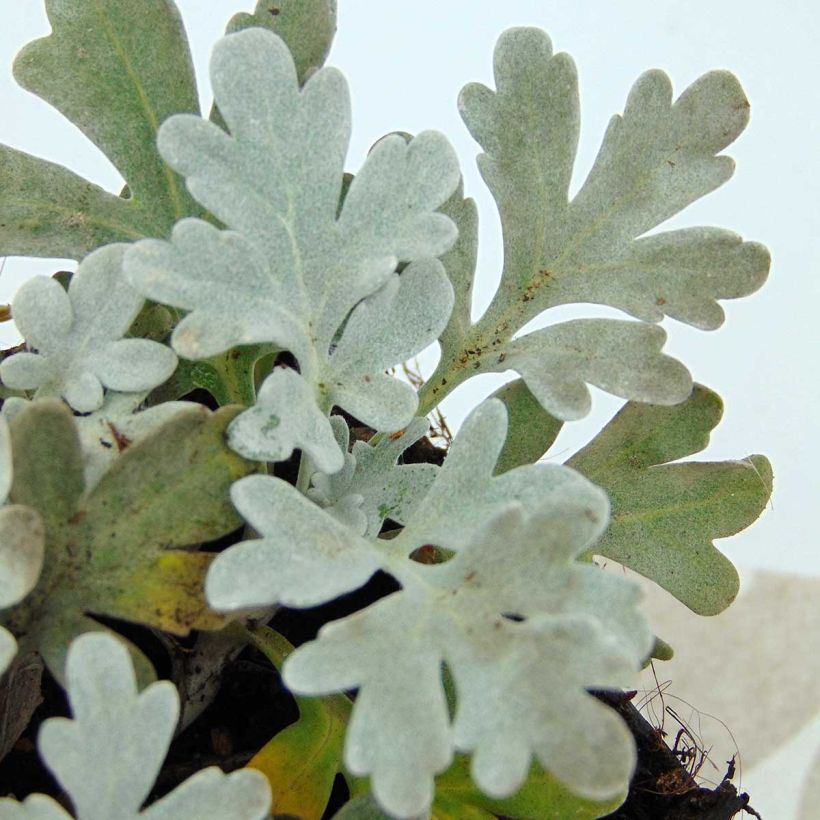 Hiekkamaruna Boughton Silver (Lehvistö)