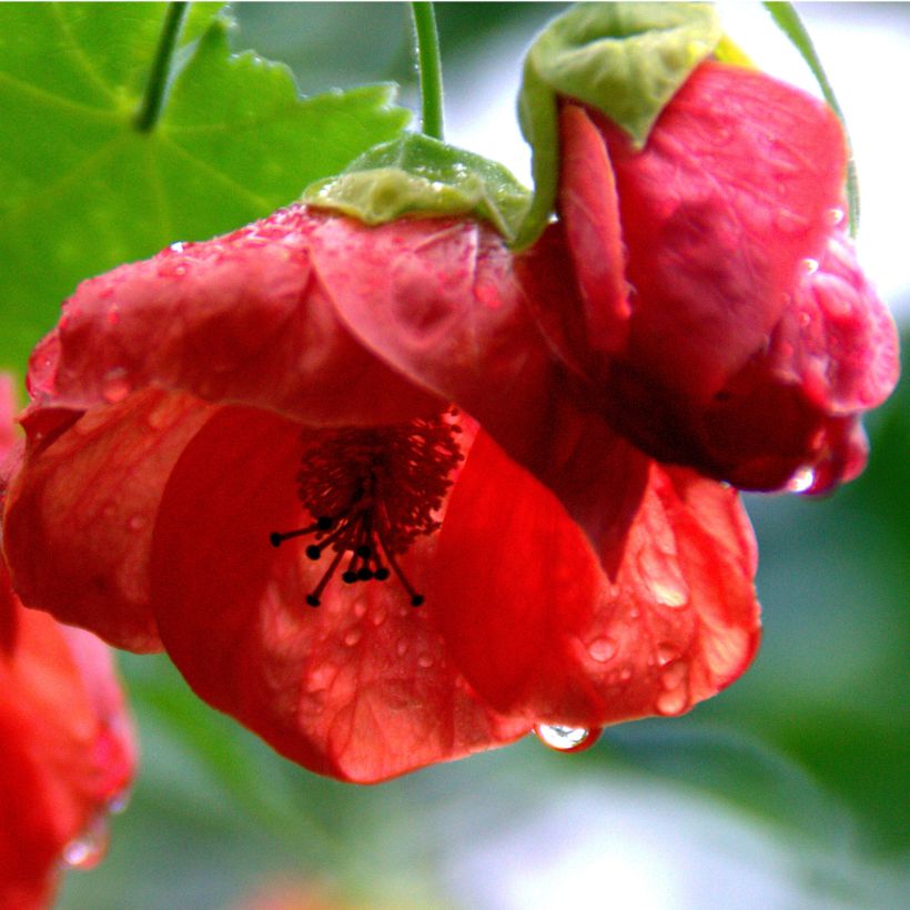 Vaahtera-aulio Cannington Carol (Flowering)