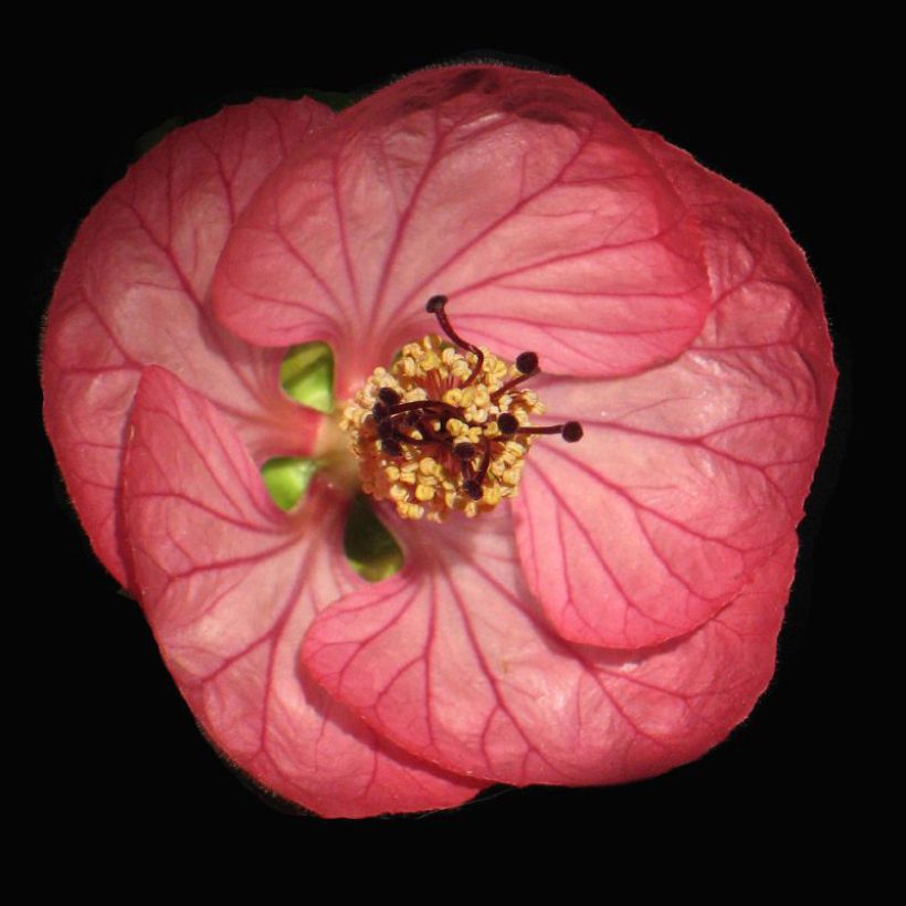 Vaahtera-aulio Cerise Queen (Kukinta)