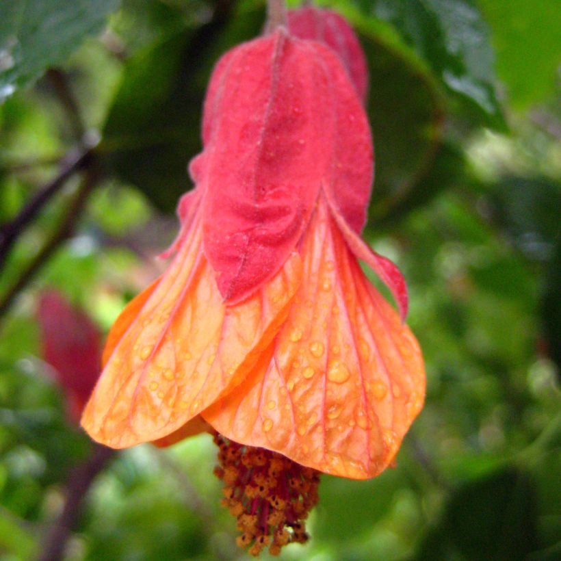 Vaahtera-aulio Patrick Synge (Flowering)