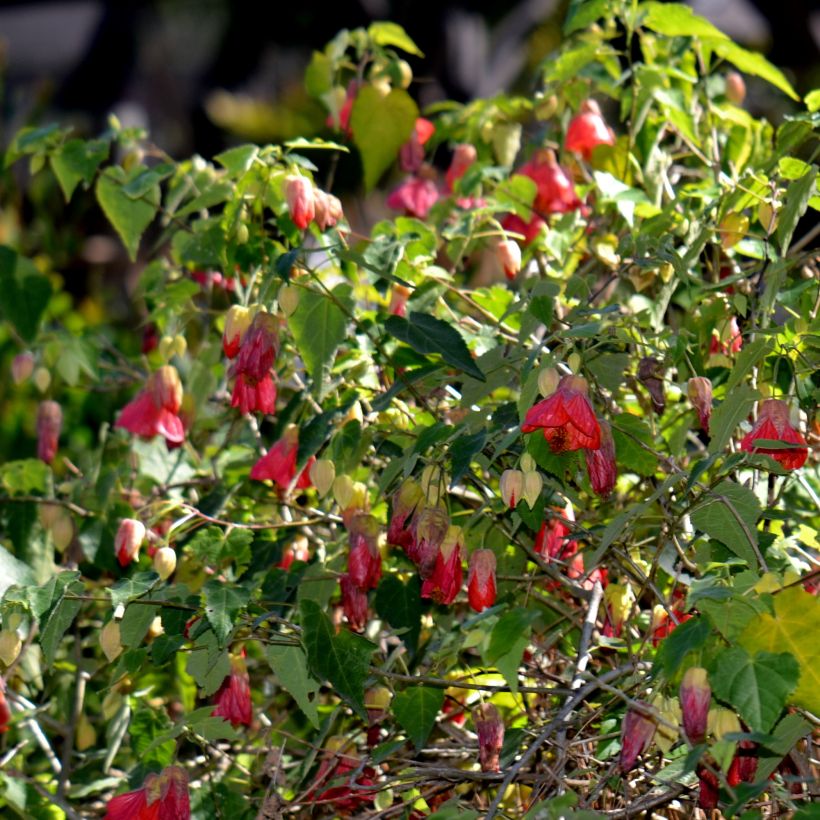 Vaahtera-aulio Patrick Synge (Plant habit)
